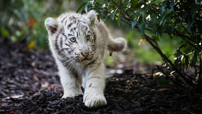 Cute Cub Bengal White Tiger , Animals , , and Background, White Tiger Cubs, HD wallpaper