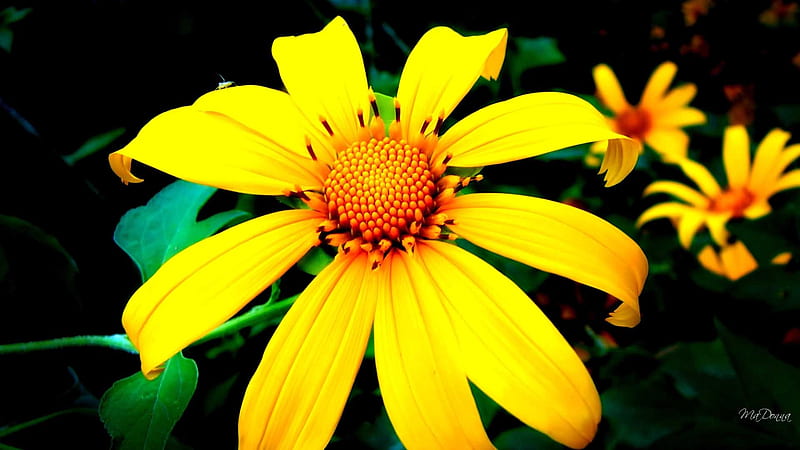 Golden Glory, daisies, flower, nature, firefox persona, abstract, daisy, HD wallpaper