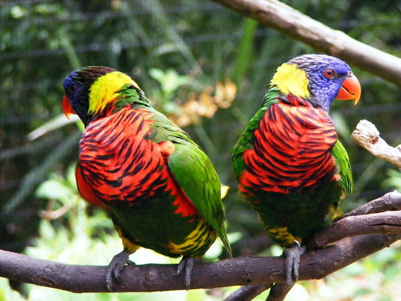 Parrots Couple, birds, parrots, trees, branches, animals, couple, HD ...