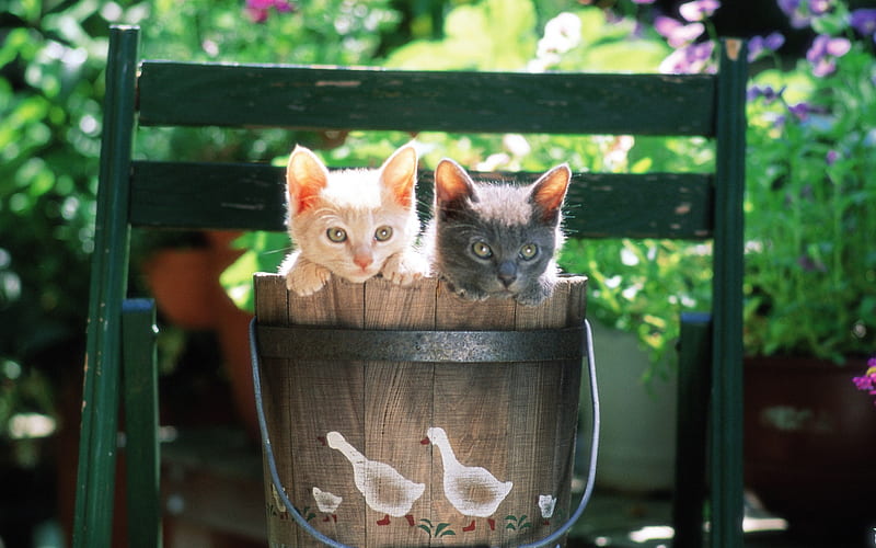 two small cats-a small wooden cat in, HD wallpaper