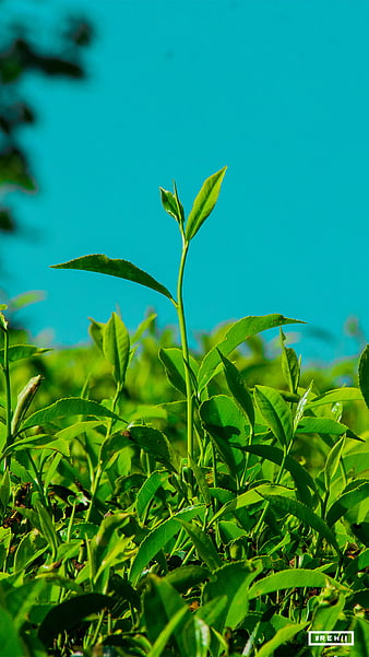 HD tea leaf wallpapers | Peakpx