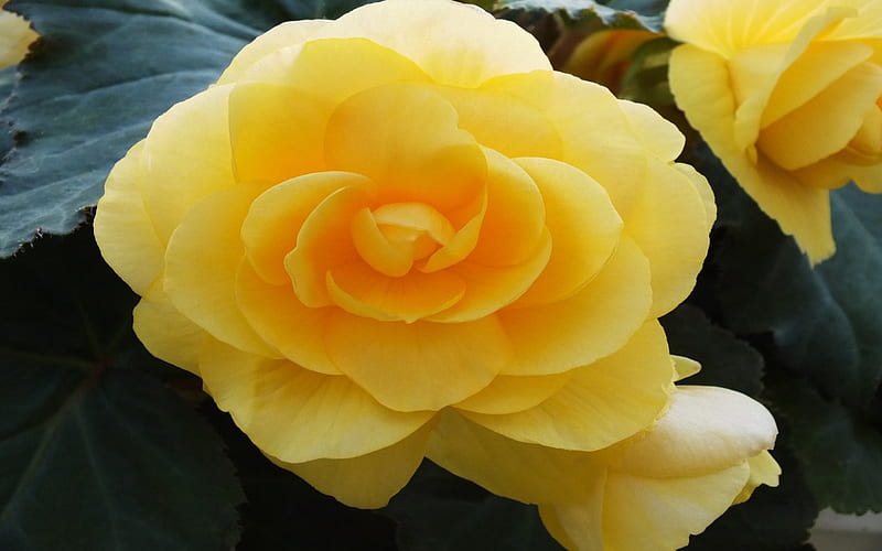 Begonia amarilla, flor, amarillo, naturaleza, pétalos, capas, begonia,  Fondo de pantalla HD | Peakpx