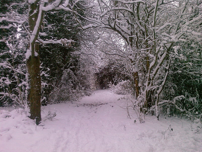 Hounslow Heath, snow, winter, heath, cold, HD wallpaper