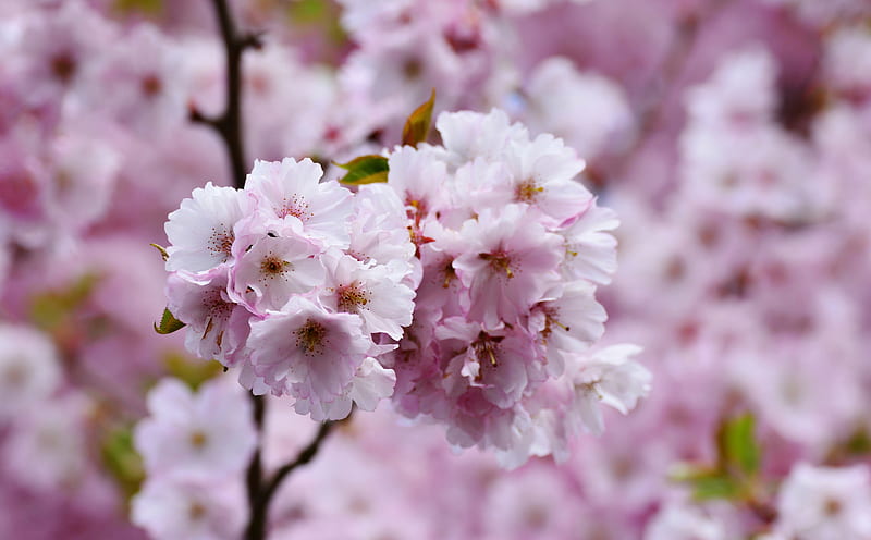 Beautiful Japanese Cherry Blossom Ultra, Seasons, Spring, Nature, Flowers, Blooming, Blossom, Bloom, Closeup, Springtime, Twig, cherryblossom, treebranch, HD wallpaper