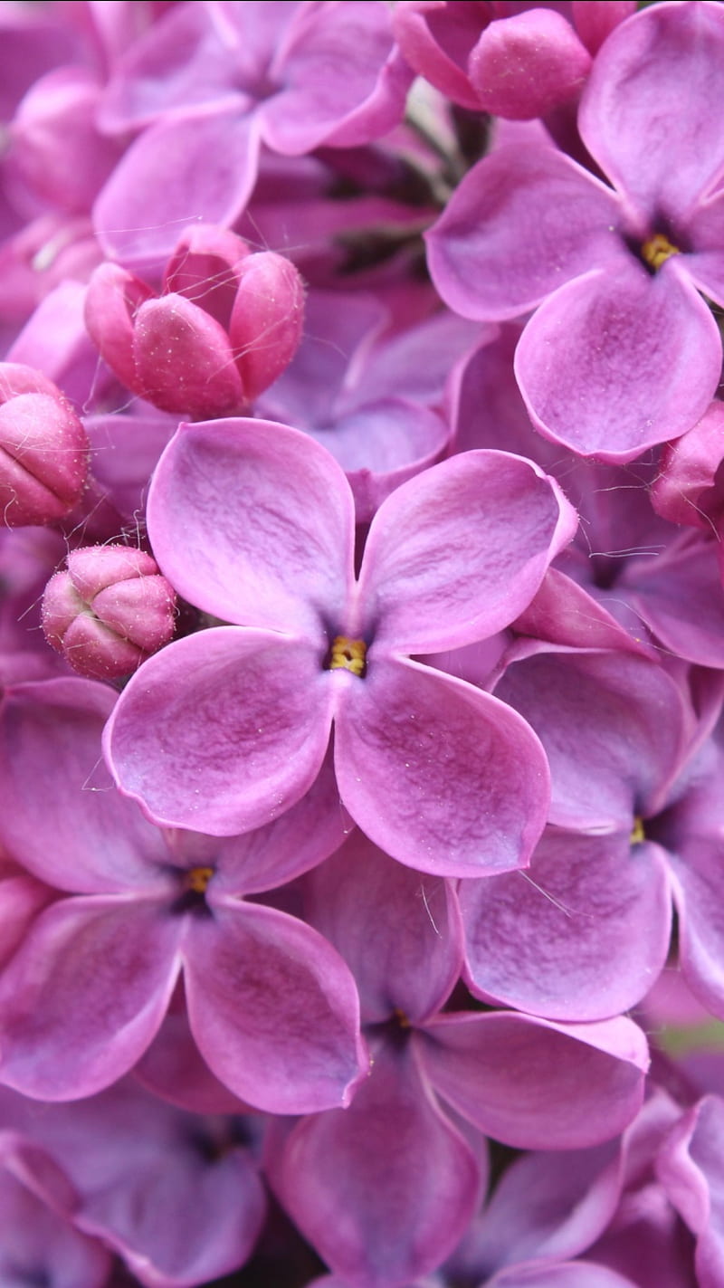 Flores lilas púrpuras, naturaleza, Fondo de pantalla de teléfono HD | Peakpx
