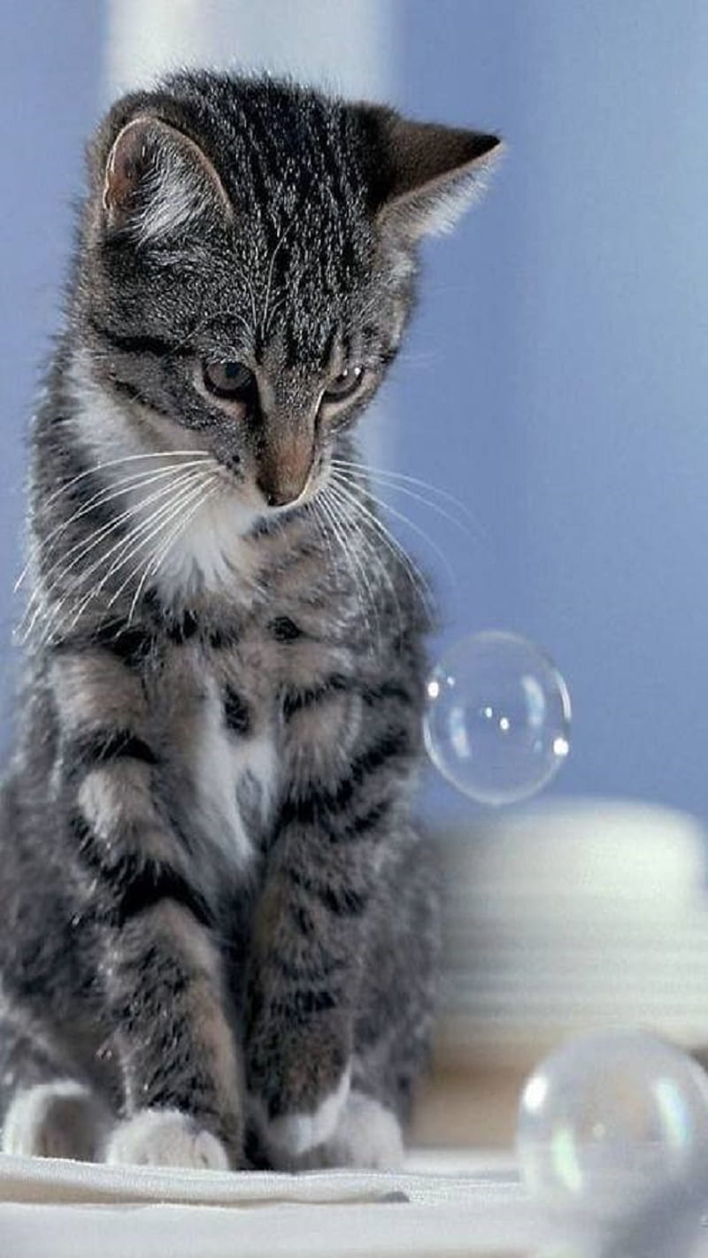 Cat, animal, soap bubbles, HD phone wallpaper