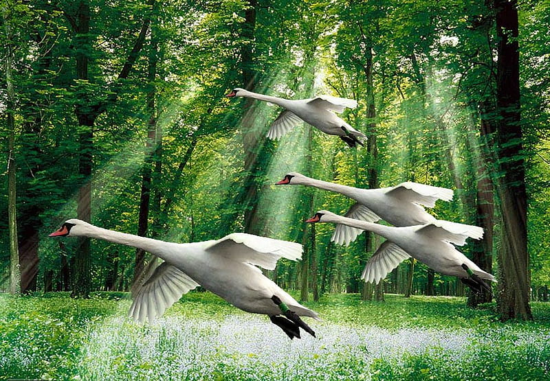 Flying Ducks, ducks, bonito, flying, HD wallpaper | Peakpx