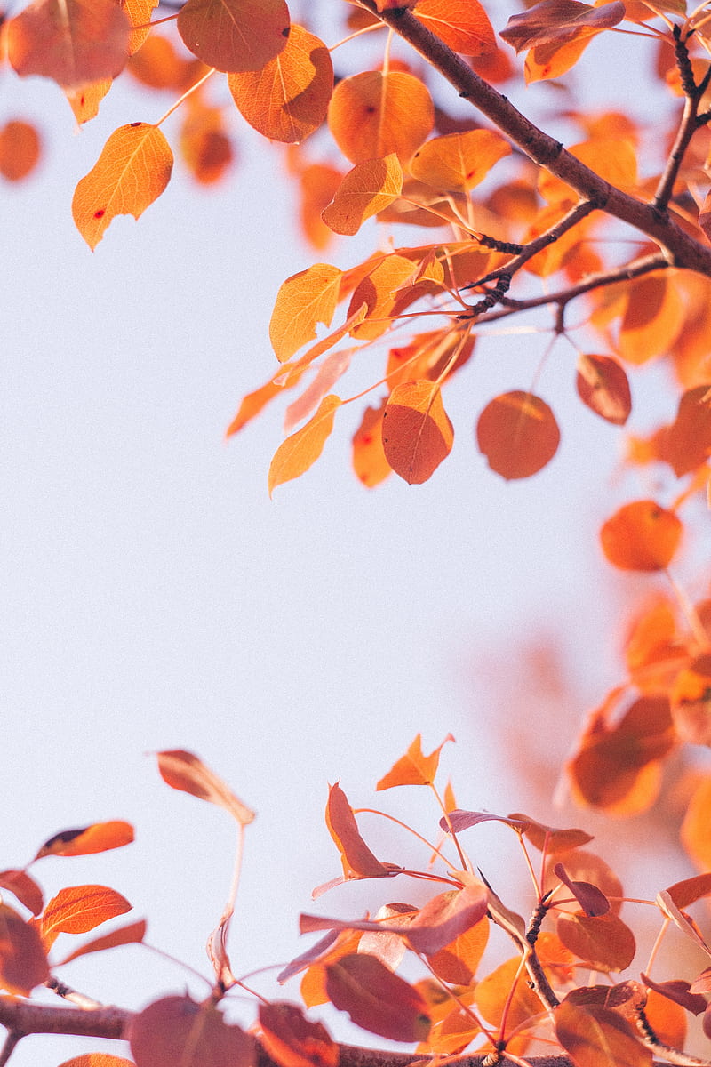 leaves, dry, branch, macro, autumn, HD phone wallpaper
