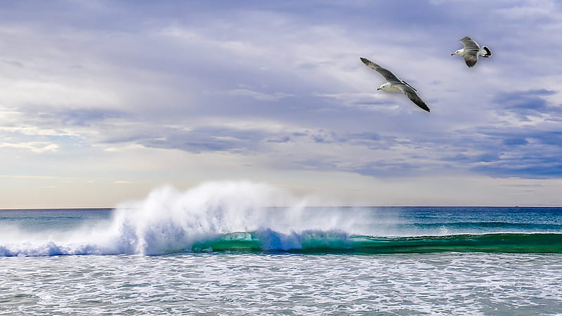 SURF, ocean, birds, sea gulls, sea, wave, beach, water, ripples, Firefox Persona theme, HD wallpaper