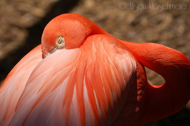 Resting Flamingo, bird, florida, miami, nature, zoo, HD wallpaper