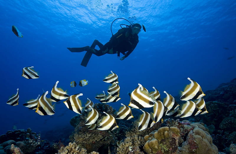 Scuba Diving the Coral Reef at Bora Bora Polynesia, polynesia, reef, dive, fish, sea, atoll, lagoon, bora bora, marine, snorkelling, swimming, blue, scuba, exotic, islands, life, holiday, angelfish, ocean, angel, coral, scuba dive, diving, paradise, island, tahiti, tropical, HD wallpaper
