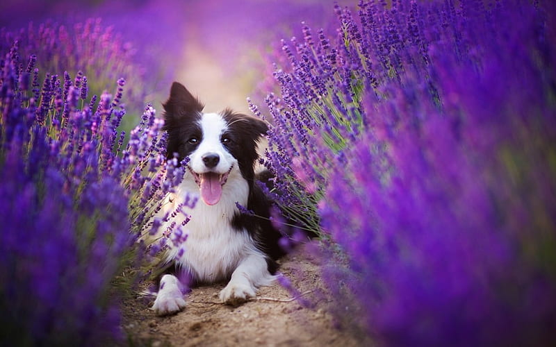 Border Collie, caine, black, lavender, tongue, happy, animal, cute, purple, flower, white, pink, dog, HD wallpaper