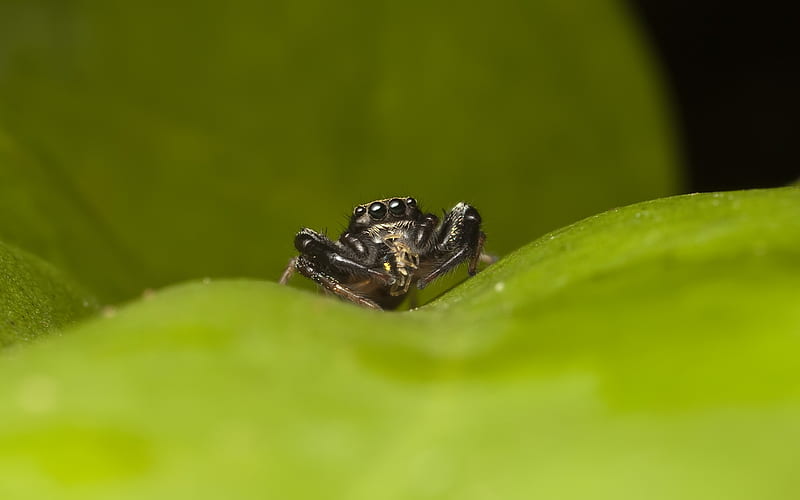 Little Spider on a Leaf, graphy, macro, arachnids, spider, animals, leaf, HD wallpaper