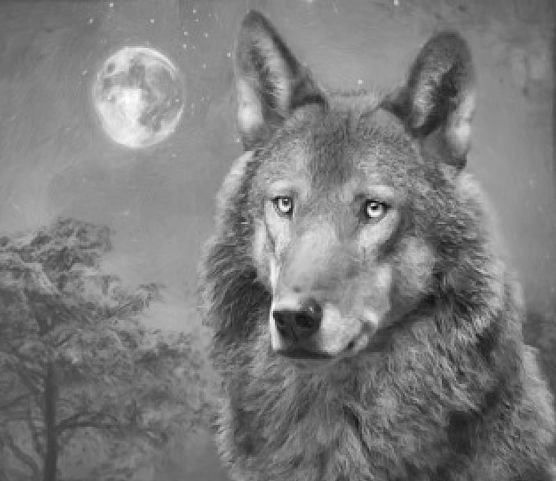 European Wolf, canislupus, black, saying, timber, wolf, wolves, white, howling, wisdom, HD wallpaper