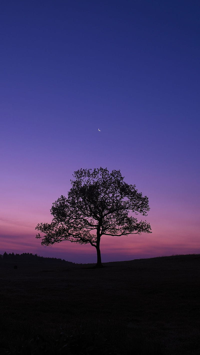 Lonely Tree, nature, wild, stars, sky, nightfall, silhouette, outdoors, HD phone wallpaper