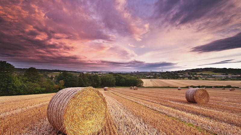 hay bails at sundown, hay bails, sundown, fields, trees, clouds, HD wallpaper