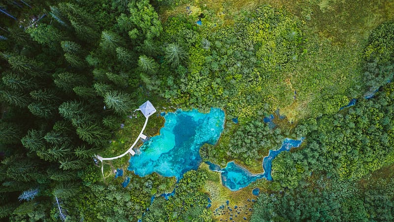 Lake Forest Zelenci Nature Reserve Slovenia Bing, HD wallpaper