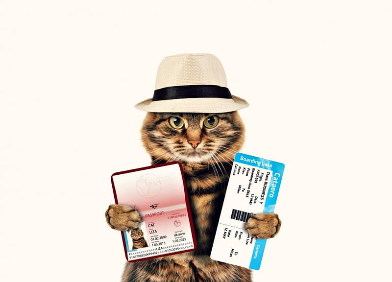 Cat with passport, cat, creative, animal, tourist, hat, passport, funny, white, pisica, HD wallpaper
