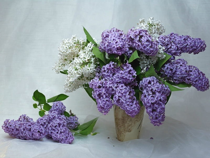 Hermosas flores de color lila, lila, flores, hermosa, Fondo de pantalla HD  | Peakpx