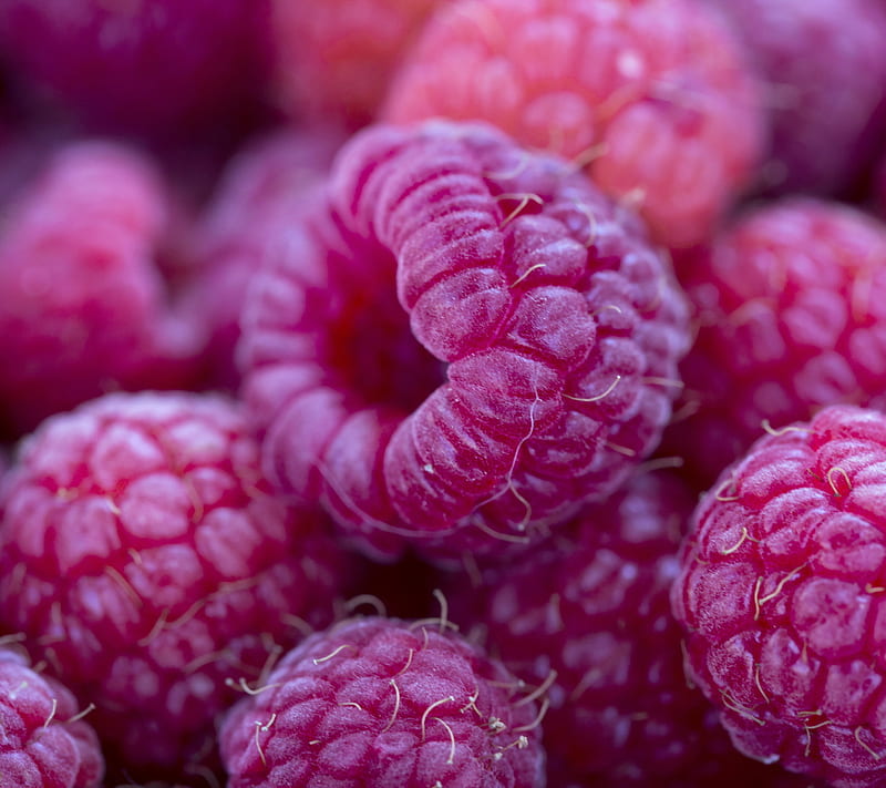 Raspberries, berries, close up, food, fresh, fruits, red, HD wallpaper