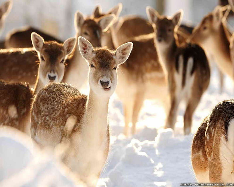 Winter Deer, Animal, Snow, Deer, Winter, HD wallpaper