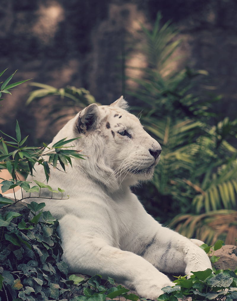 tiger, white tiger, big cat, predator, HD phone wallpaper