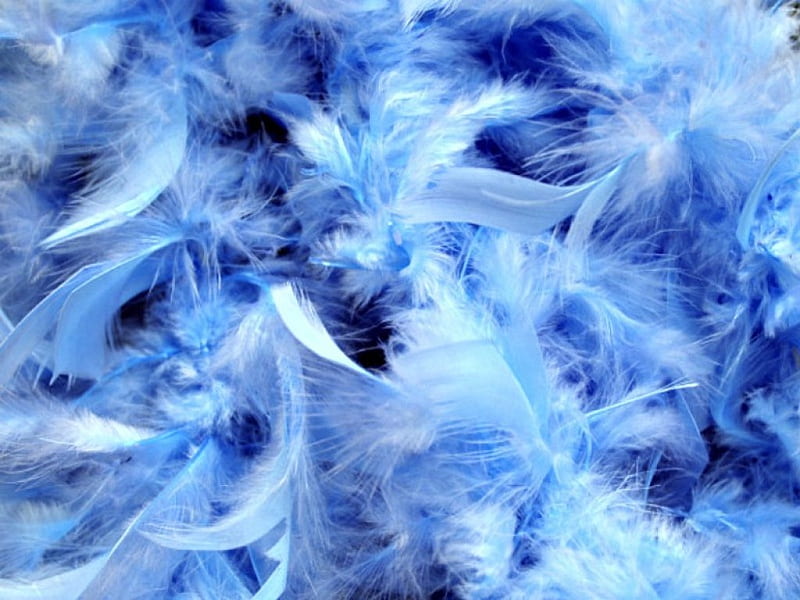 Feathery Fluff, abstractual, birds, nature, soft, natural, blue, feathers, HD wallpaper