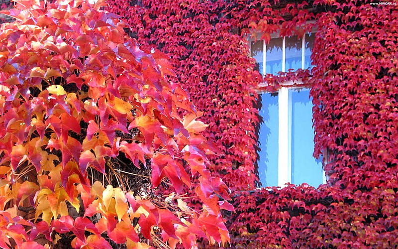 Autumn Wein , wild wein, autumn, house, wein, twines, HD wallpaper