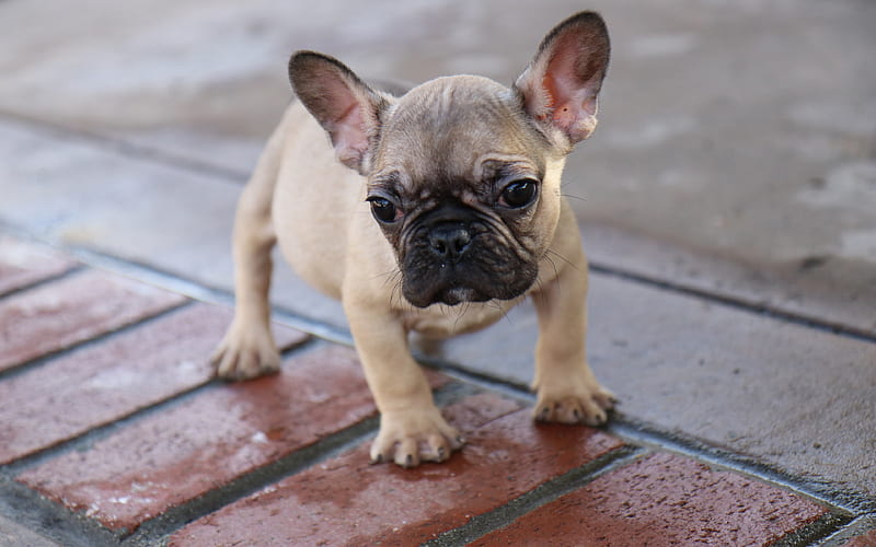 French Bulldog small brown puppy, cute animals, small dog, HD wallpaper