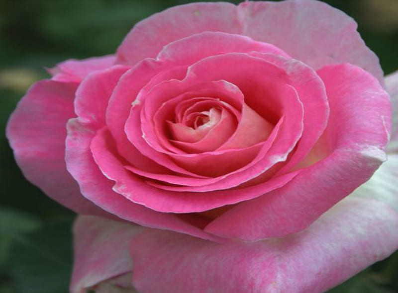 Pink Rose, bonito, Flowers, Petals, Nature, HD wallpaper | Peakpx