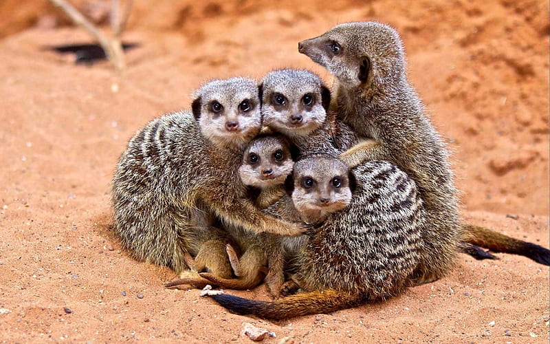 Meerkats, standing, meerkat, animal, africa, HD wallpaper | Peakpx