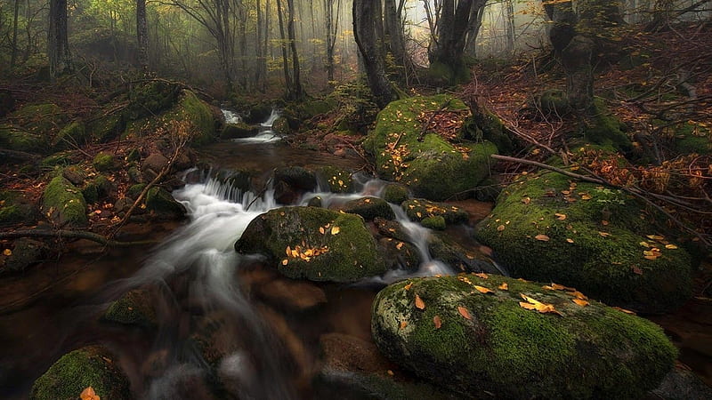 Deep in the forest, forest, stream, fall, autumn, nature, wood, landscape, scene, HD wallpaper