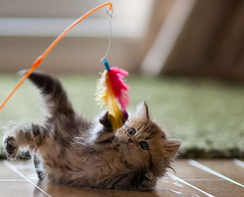KITTY PLAYING WITH FEATHER, PLAYING, CUTE, KITTY, LITTLE, HD wallpaper