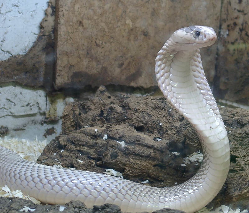 Cobra, albino, reptile, snake, HD wallpaper