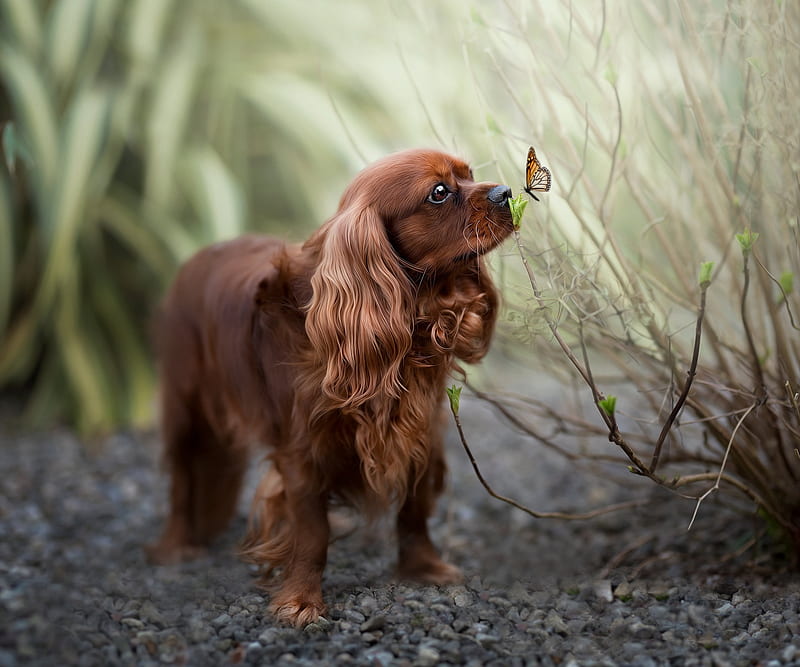 Dogs, King Charles Spaniel, Hd Wallpaper 