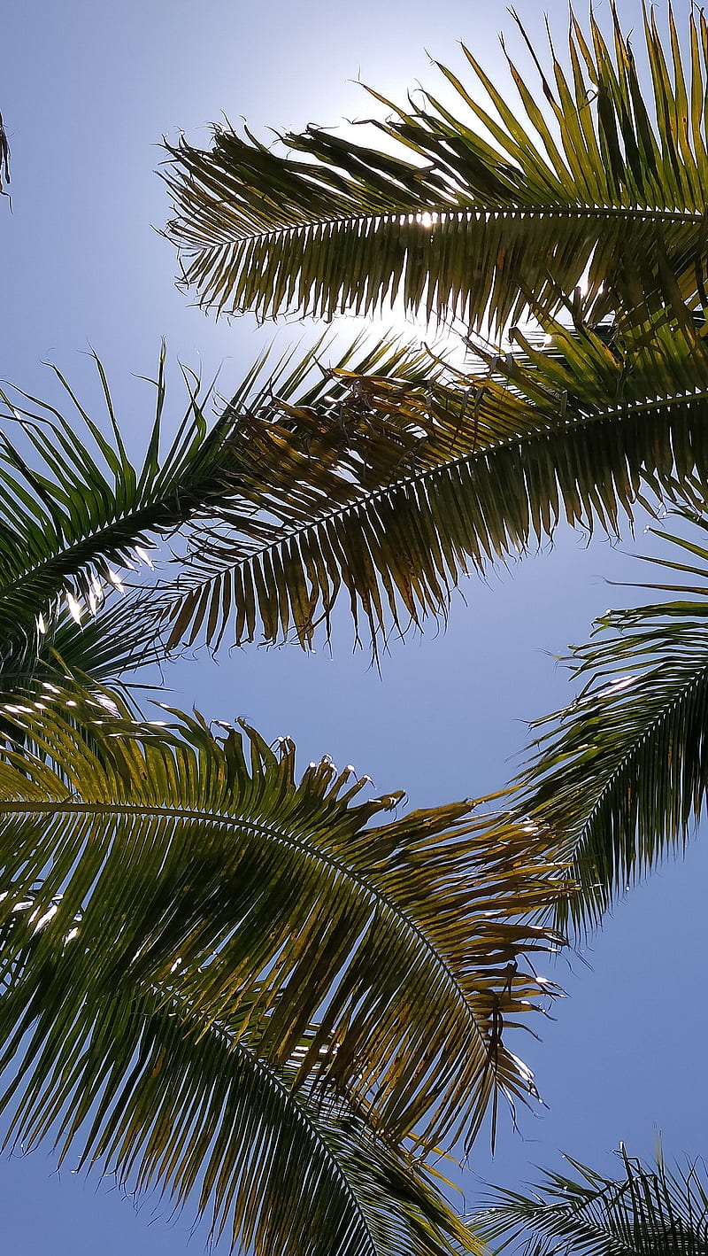 Palm Trees, blue sky, florida, miami, sunny, HD phone wallpaper | Peakpx