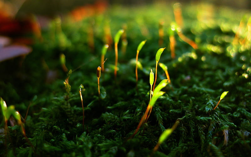 Green moss bud shine-Macro graphy, HD wallpaper