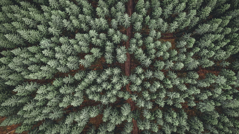 / forest, road, aerial view, pine trees, treetops, HD wallpaper