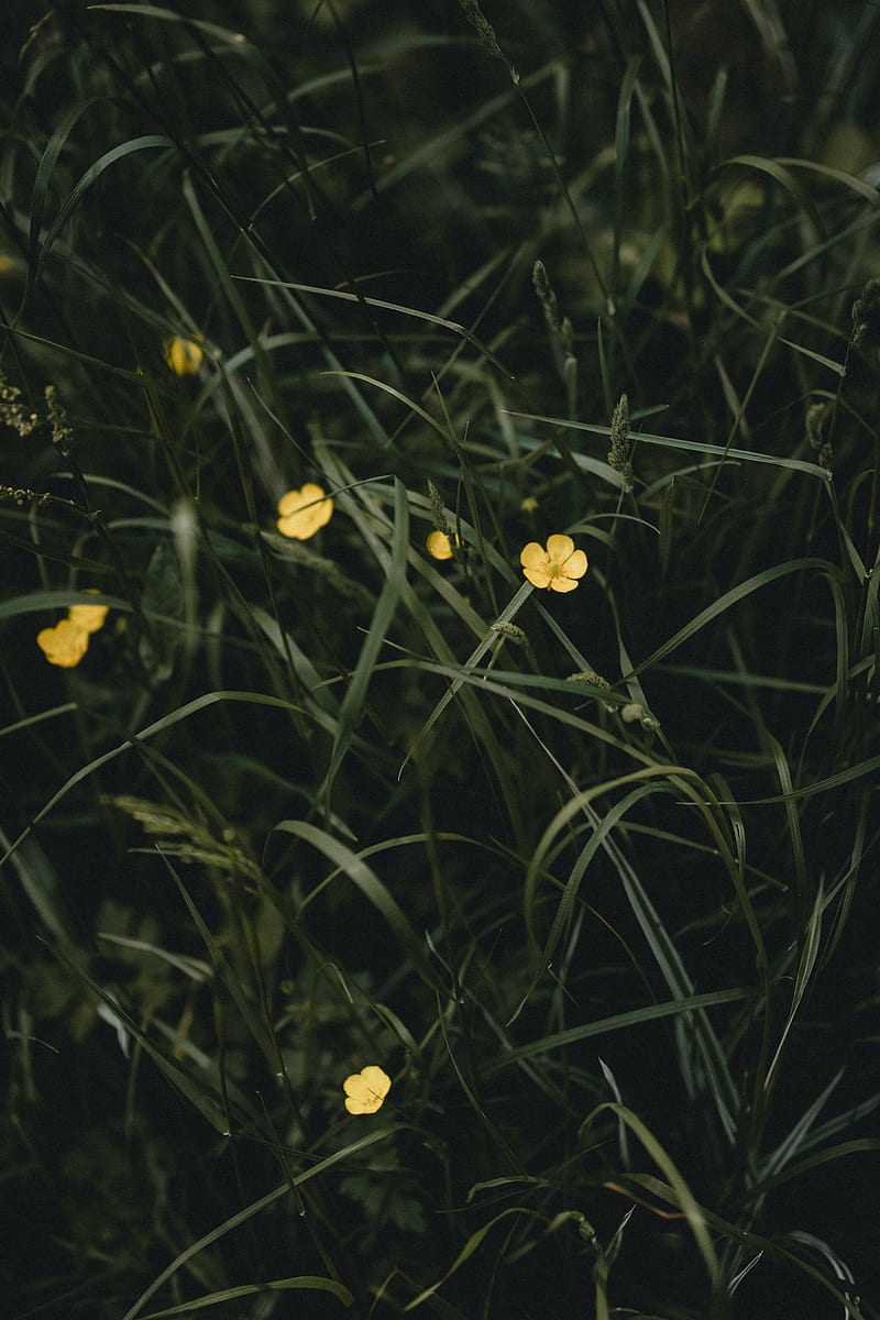 flowers, yellow, grass, plant, HD phone wallpaper