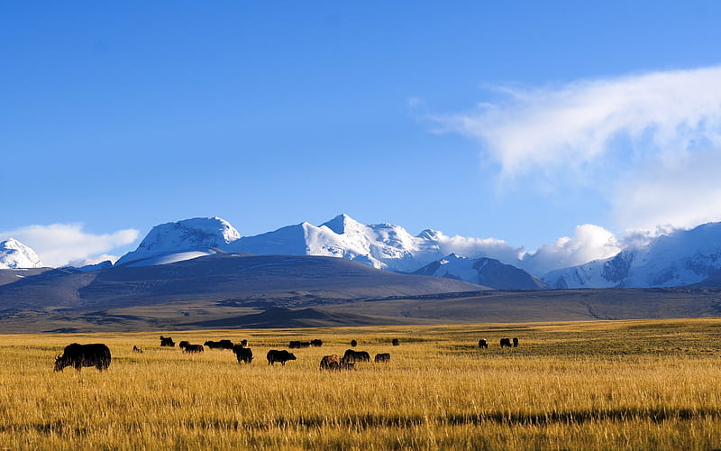 Tibet Plateau Grassland Snow Mountains Yak, HD wallpaper