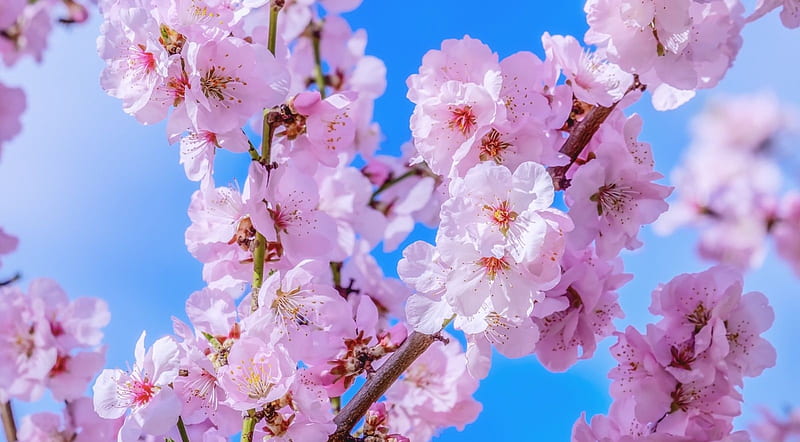 Japanese cherry blossom and blue sky, flowers, spring, nature, cherry blossom, HD wallpaper