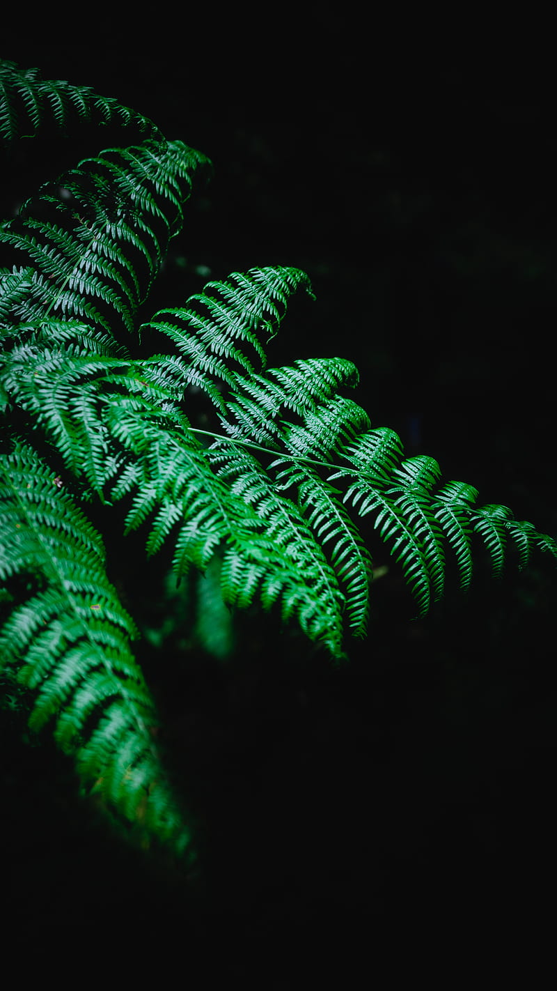 fern, branch, macro, plant, dark, HD phone wallpaper