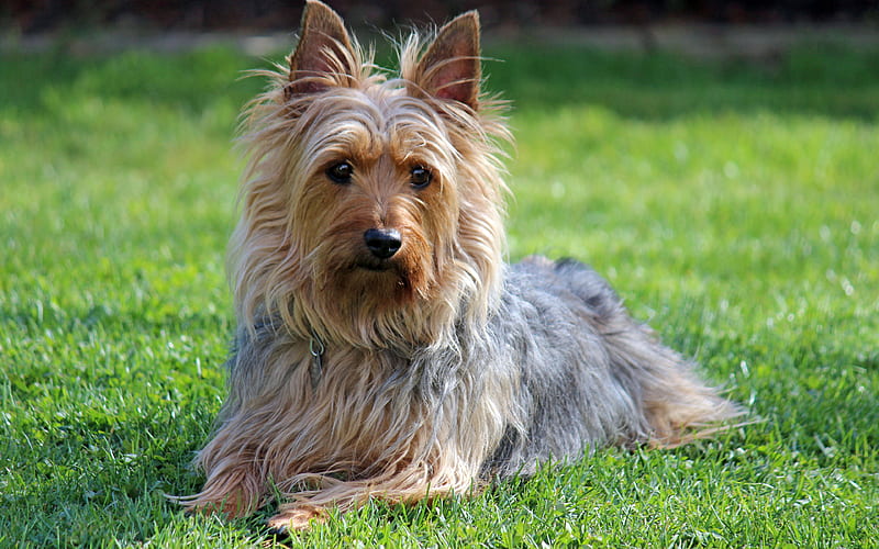 Australian Silky Terrier a small decorative dog, cute animals, fluffy dogs, HD wallpaper