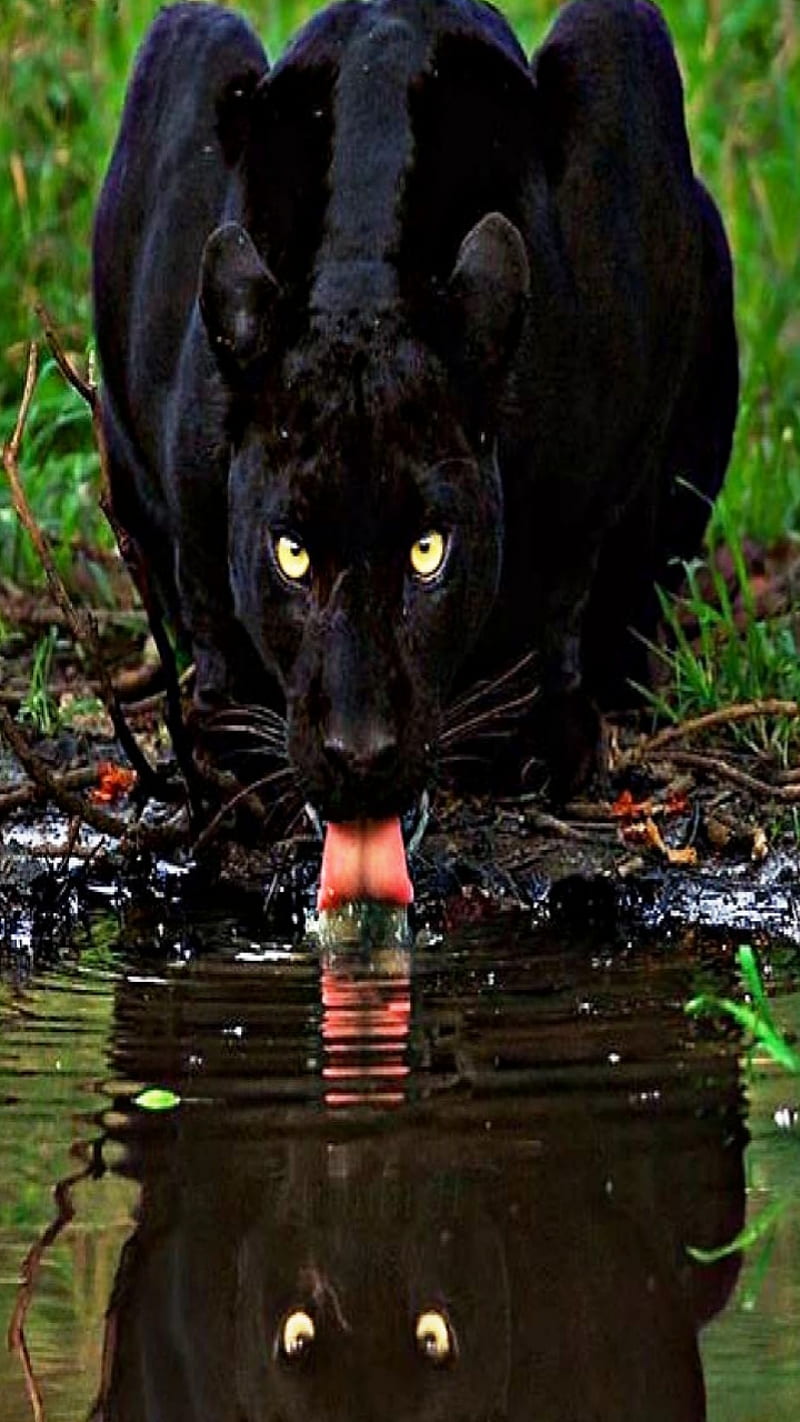 Black Panther, black panther, big black cat, animals, forest, leopard, HD  phone wallpaper | Peakpx