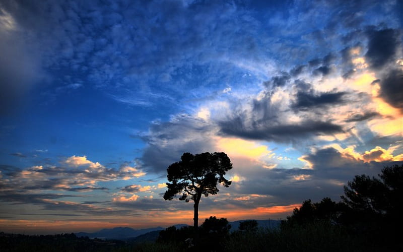 Dramatic Sky, skies, tree, white clouds, nature, sunrise, sunset, sky, blue, HD wallpaper