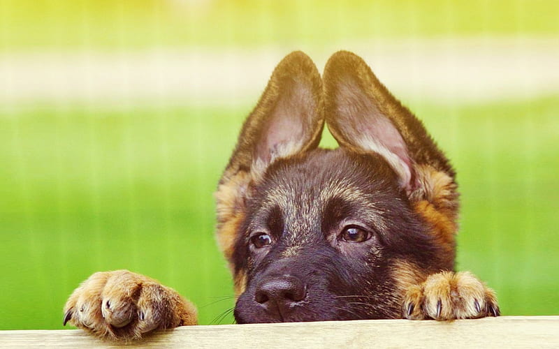 German Shepherd, bokeh, pets, puppy, close-up, cute animals, dogs, German Shepherd Dog, HD wallpaper
