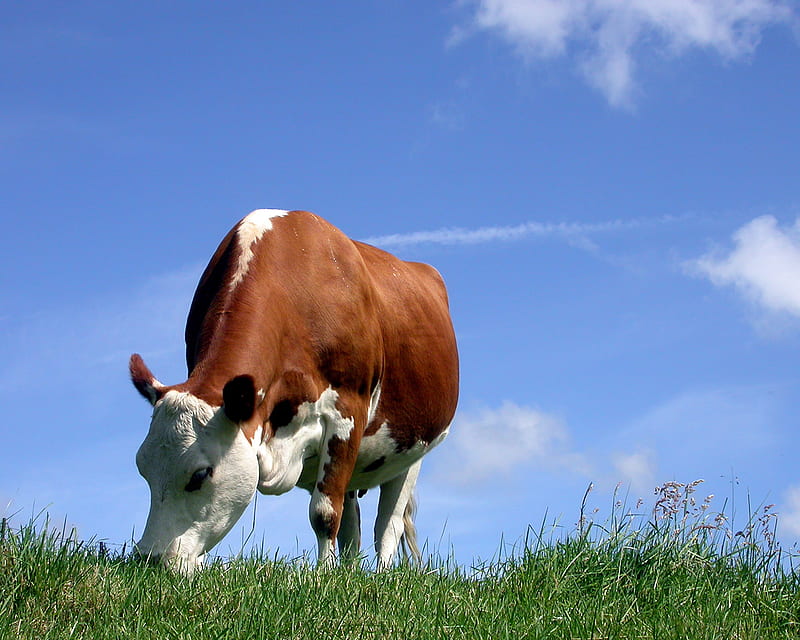 Cow with Grass, cow, grass, animals, field, HD wallpaper