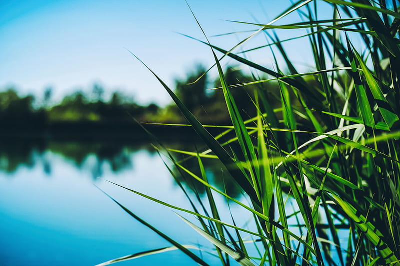 reed, cattail, grass, leaves, shore, pond, HD wallpaper