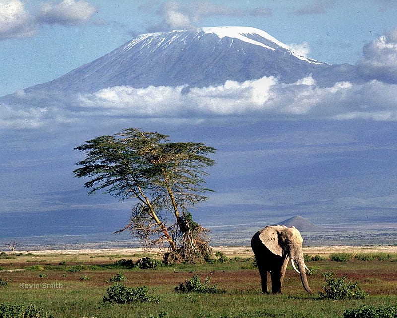 Mount Kilimanjaro, elephant, Mountain, Tanzania, clouds, volcano, africa, world famous, tree, wild, wildlife, HD wallpaper