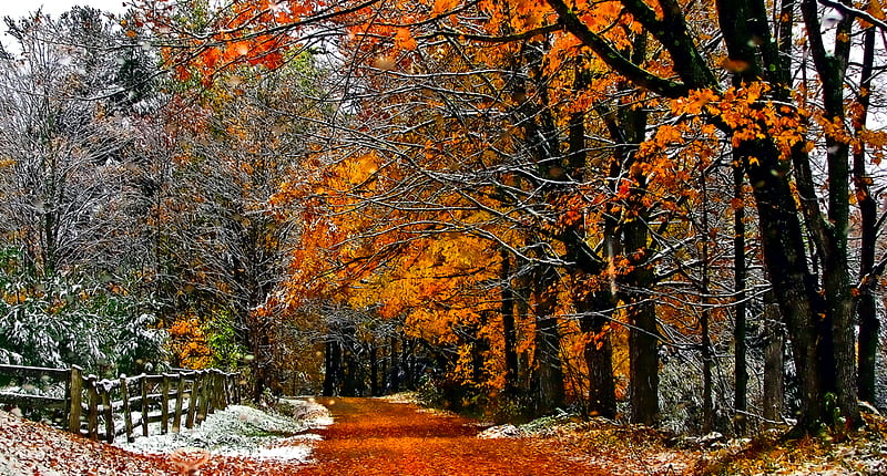 Forest-R, pretty, autumn, orange, bonito, graphy, leaves, nice, path, beauty, season, scenery, road, art, amazing, forest, lovely, view, colors, park, trees, winter, cool, snow, r, nature, walk, great, branches, landscape, HD wallpaper